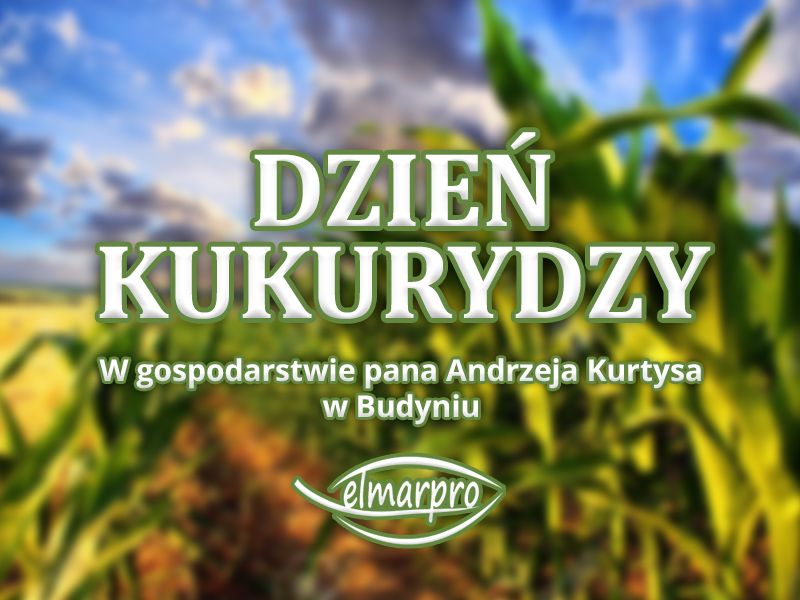 Dzień Kukurydzy w Budyniu