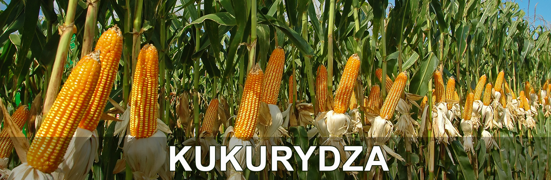 Kukurydza